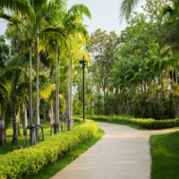 avenue plantation avenue plantation